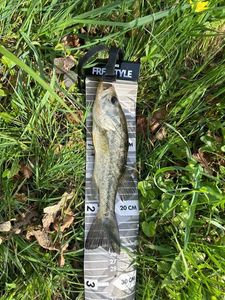 Largemouth Bass
