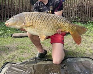 Common Carp