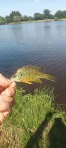 Green Sunfish