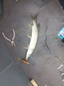 Northern Pike