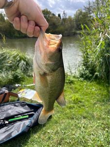 Largemouth Bass