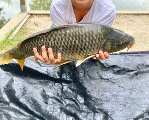 Common Carp