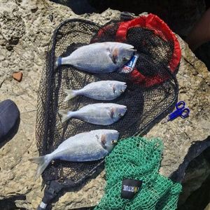 Gilthead Seabream