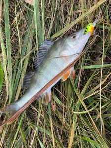 European Perch