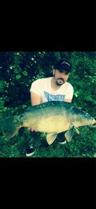 Mirror Carp