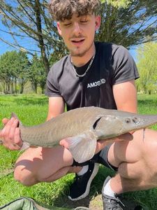 Sturgeon