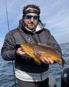 Ballan Wrasse