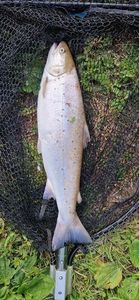 Truite de Mer