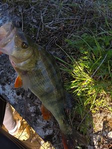 European Perch