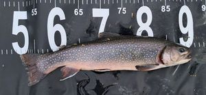Brook Trout