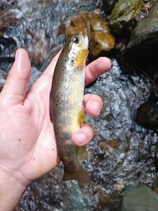 Brown Trout