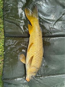 Common Carp