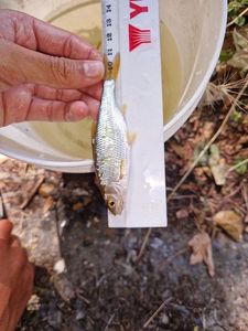 Roach