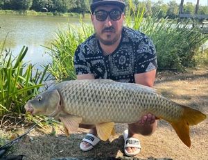 Common Carp