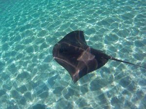 Common Stingray