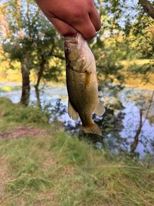 Largemouth Bass