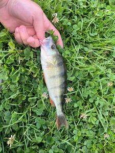 European Perch