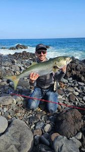 Bluefish