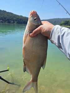 Common Bream