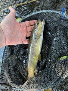 Brown Trout