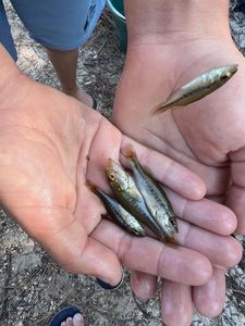 Largemouth Bass