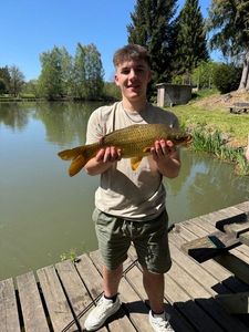 Common Carp