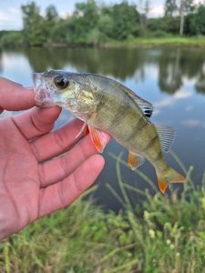 European Perch