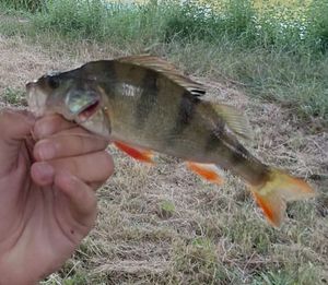 European Perch