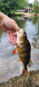 European Perch