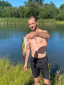 Largemouth Bass