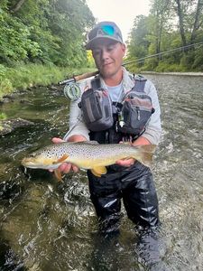 Brown Trout