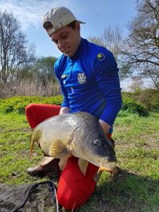 Common Carp