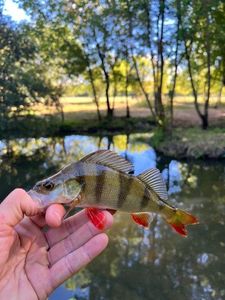 European Perch