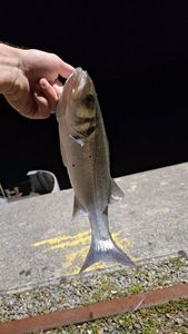 European Bass (Seabass)