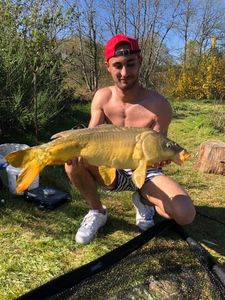 Mirror Carp
