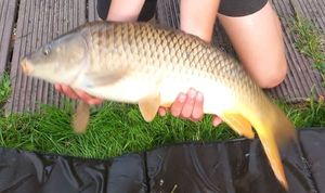 Common Carp