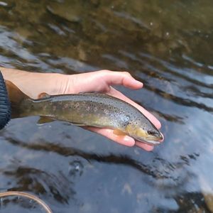 Brown Trout