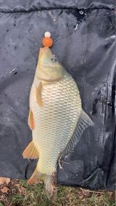 Common Carp