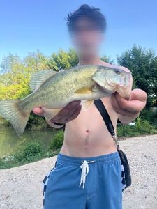 Largemouth Bass