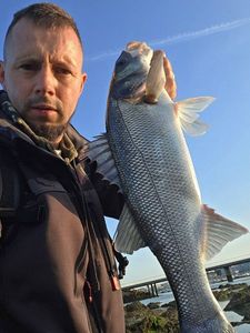 European Bass (Seabass)