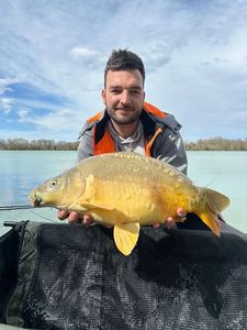 Mirror Carp