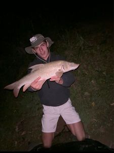 Barbel