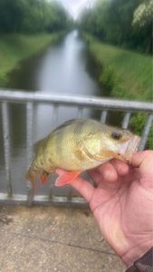 European Perch
