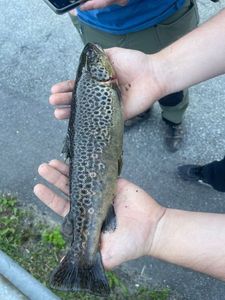 Brown Trout