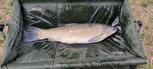 Grass Carp