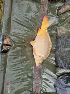 Mirror Carp