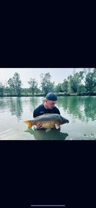 Mirror Carp