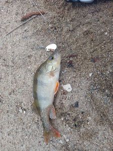 European Perch