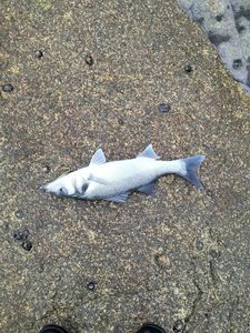 European Bass (Seabass)
