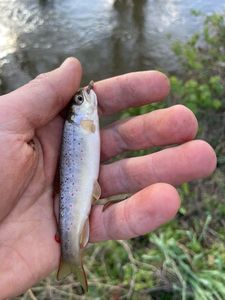 Brown Trout